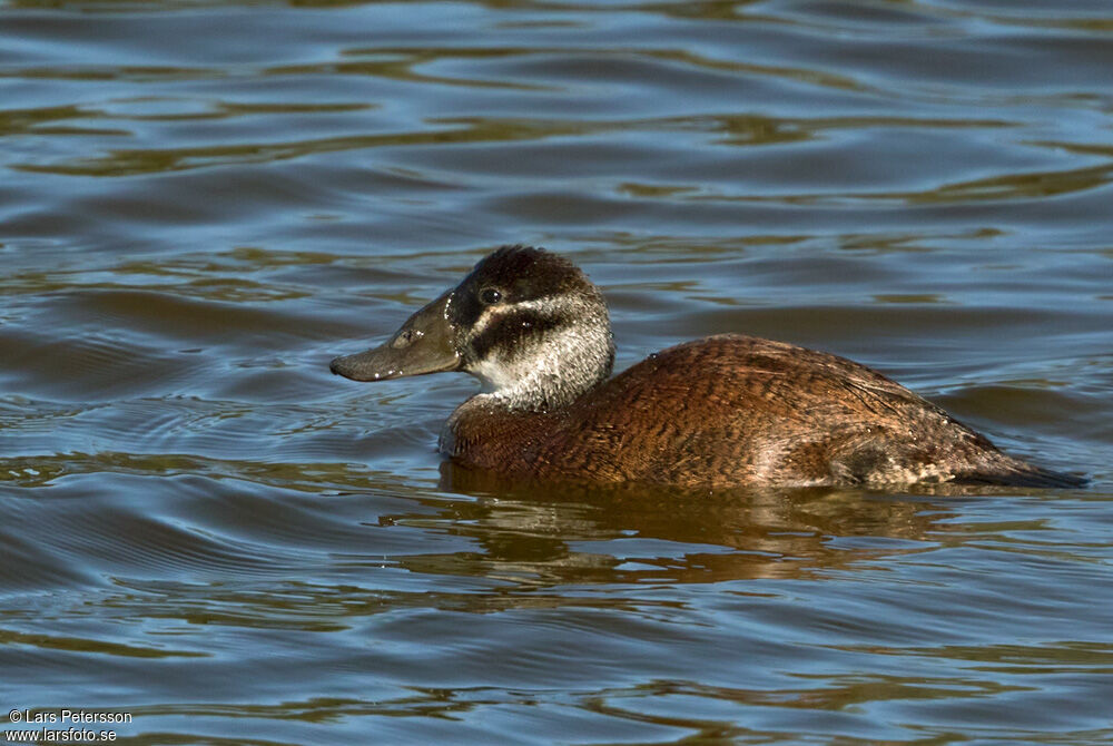 White-headed Duck