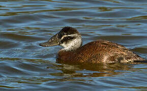 White-headed Duck