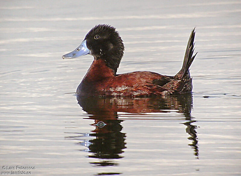 Andean Duck