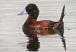 Andean Duck