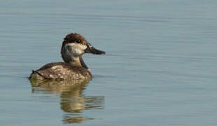 Ruddy Duck