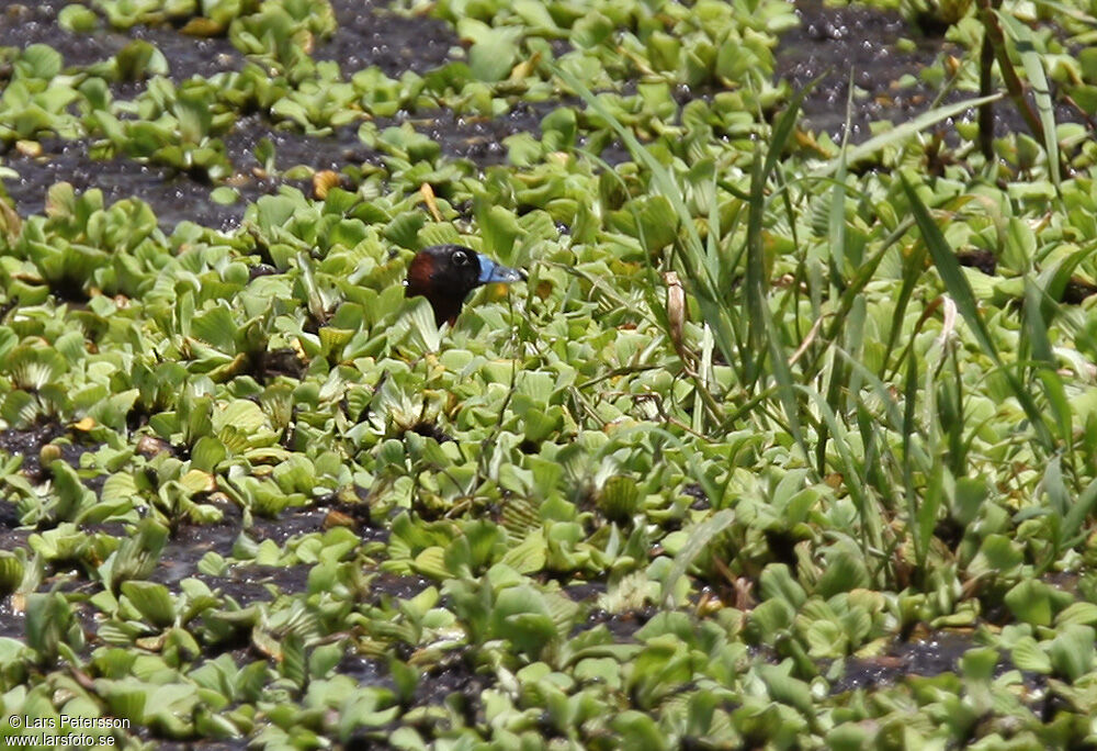 Masked Duck