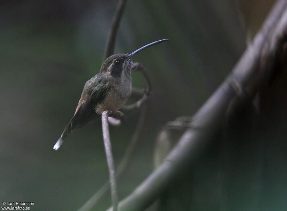 Stripe-throated Hermit