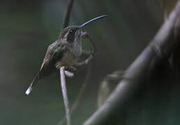 Stripe-throated Hermit