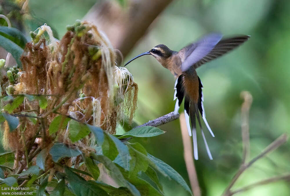 Planalto Hermitadult, Flight, eats