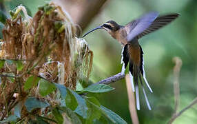 Planalto Hermit