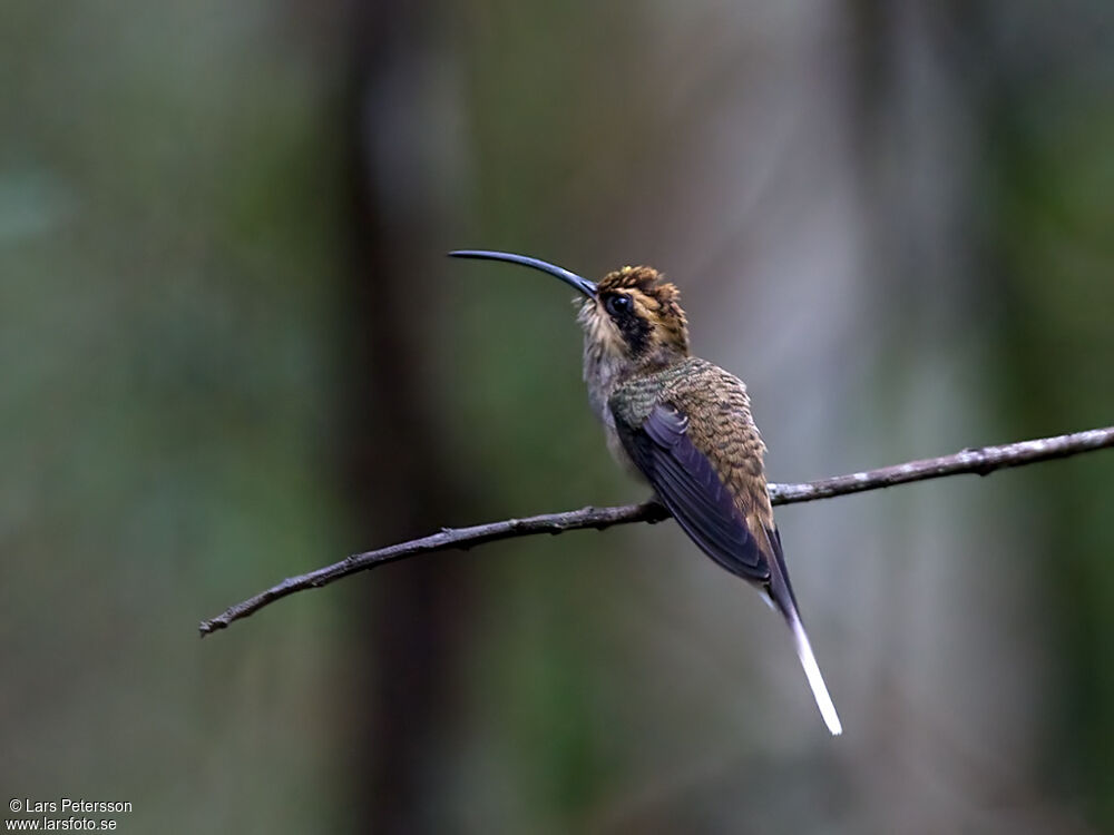 Scale-throated Hermit