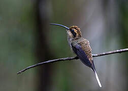 Scale-throated Hermit