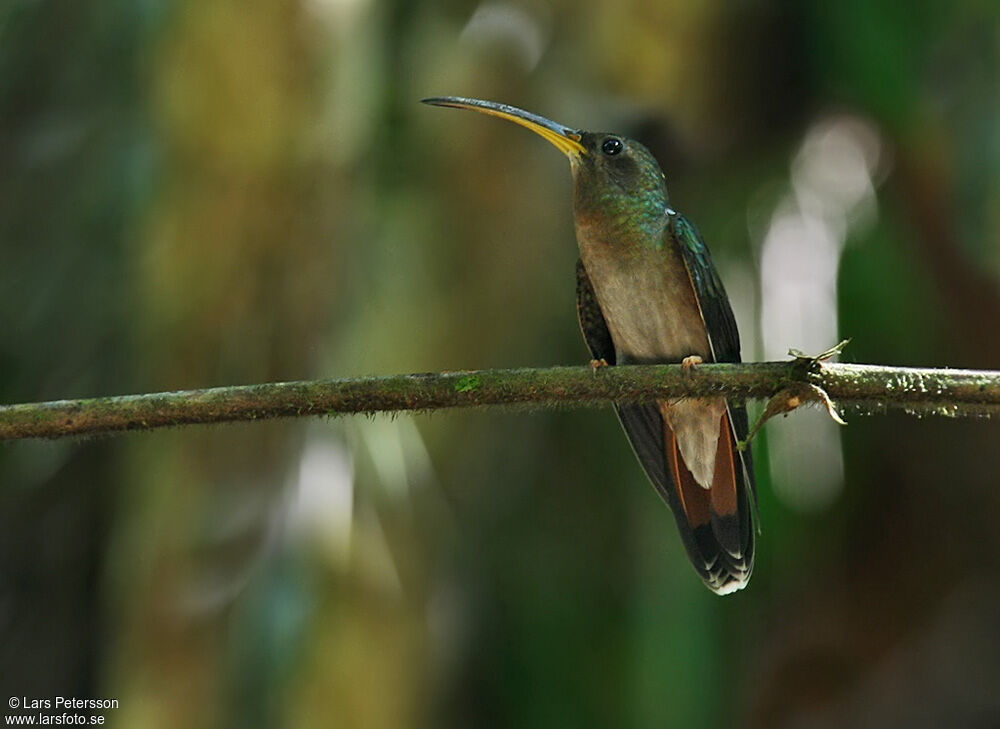 Rufous-breasted Hermit