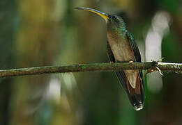 Rufous-breasted Hermit