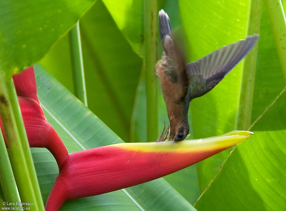 Rufous-breasted Hermit