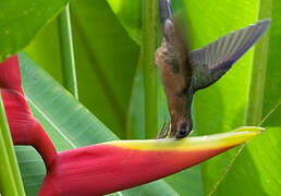 Rufous-breasted Hermit