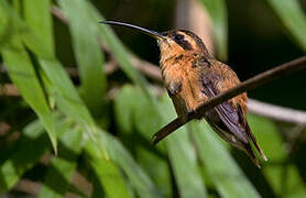 Reddish Hermit