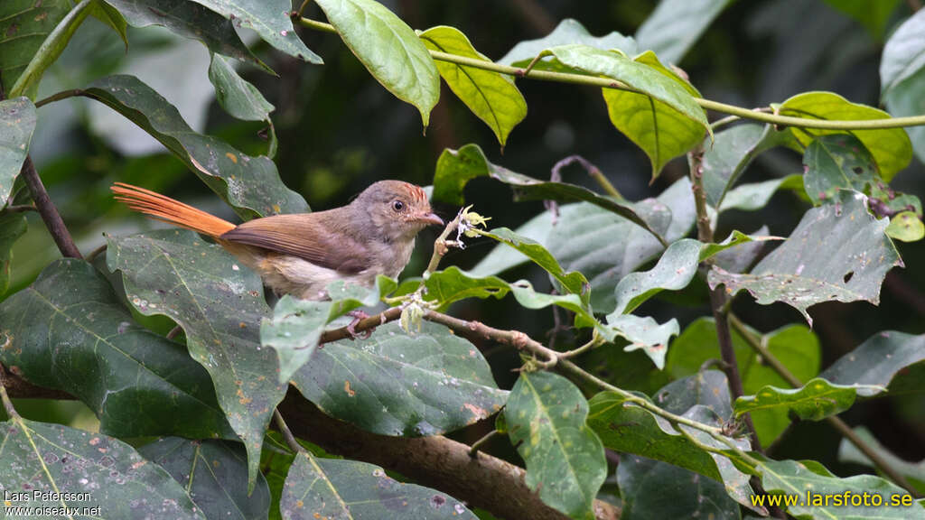 Chestnut-capped Flycatcheradult