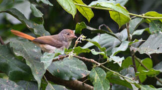 Chestnut-capped Flycatcher