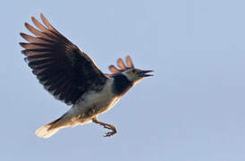 Black-collared Starling