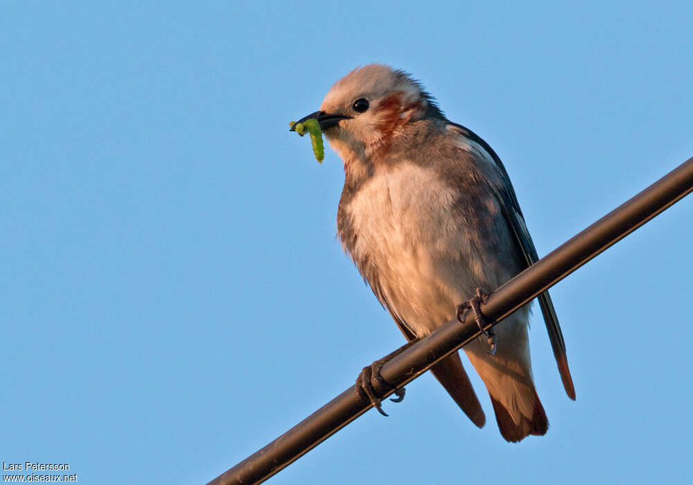 Chestnut-cheeked Starling male adult