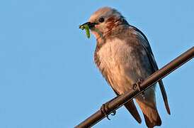 Chestnut-cheeked Starling