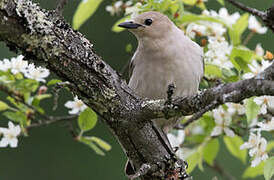 Chestnut-cheeked Starling