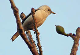 White-headed Starling