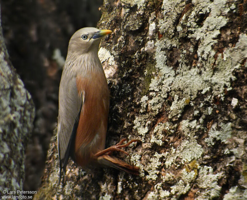 Chestnut-tailed Starling