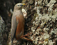 Chestnut-tailed Starling