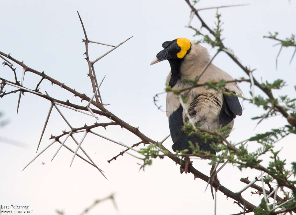 Wattled Starling male adult breeding, pigmentation