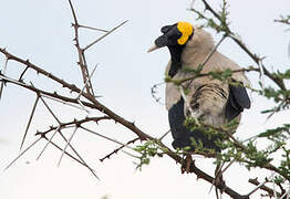 Wattled Starling