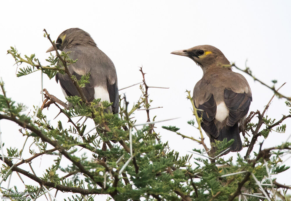 Wattled Starling