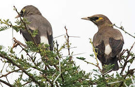 Wattled Starling