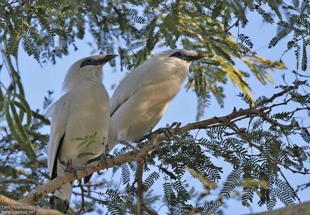 Bali Mynaadult, identification