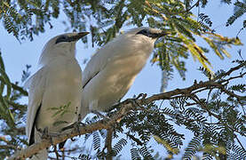 Bali Myna