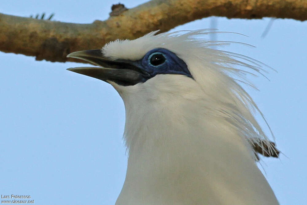 Bali Mynaadult, close-up portrait