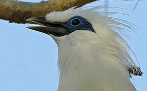 Bali Myna