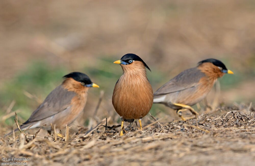 Brahminy Starling