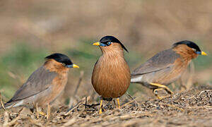 Brahminy Starling