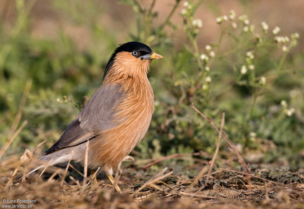 Brahminy Starling