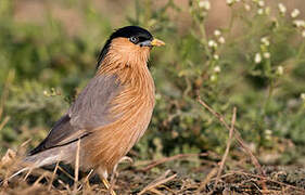 Brahminy Starling