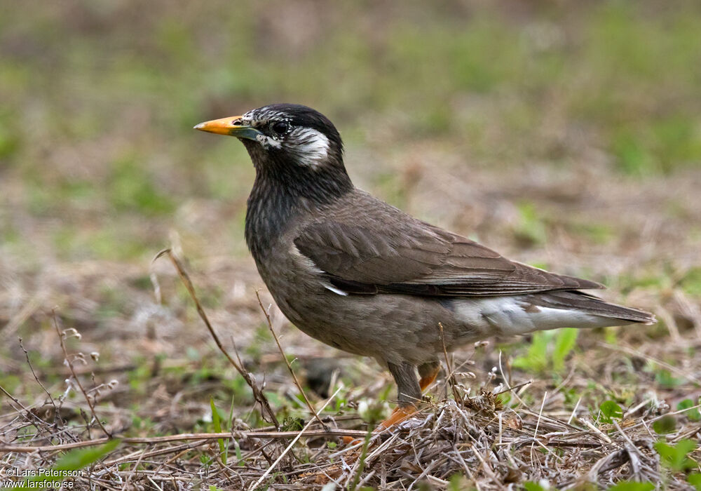 White-cheeked Starling