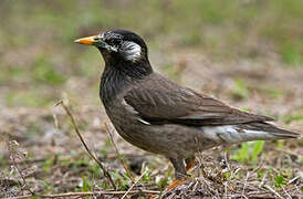 White-cheeked Starling