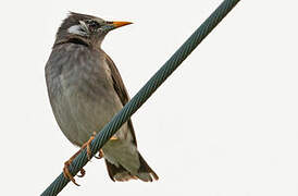 White-cheeked Starling