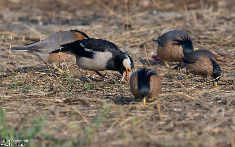 Indian Pied Myna