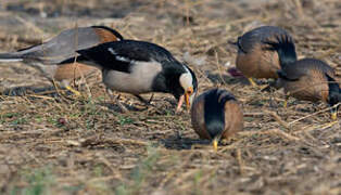 Indian Pied Myna