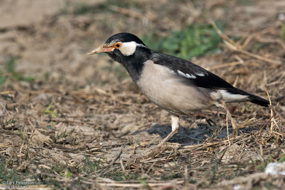 Étourneau pie