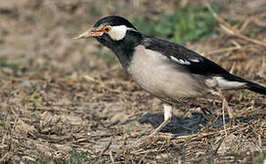 Indian Pied Myna