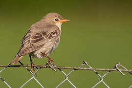 Rosy Starling