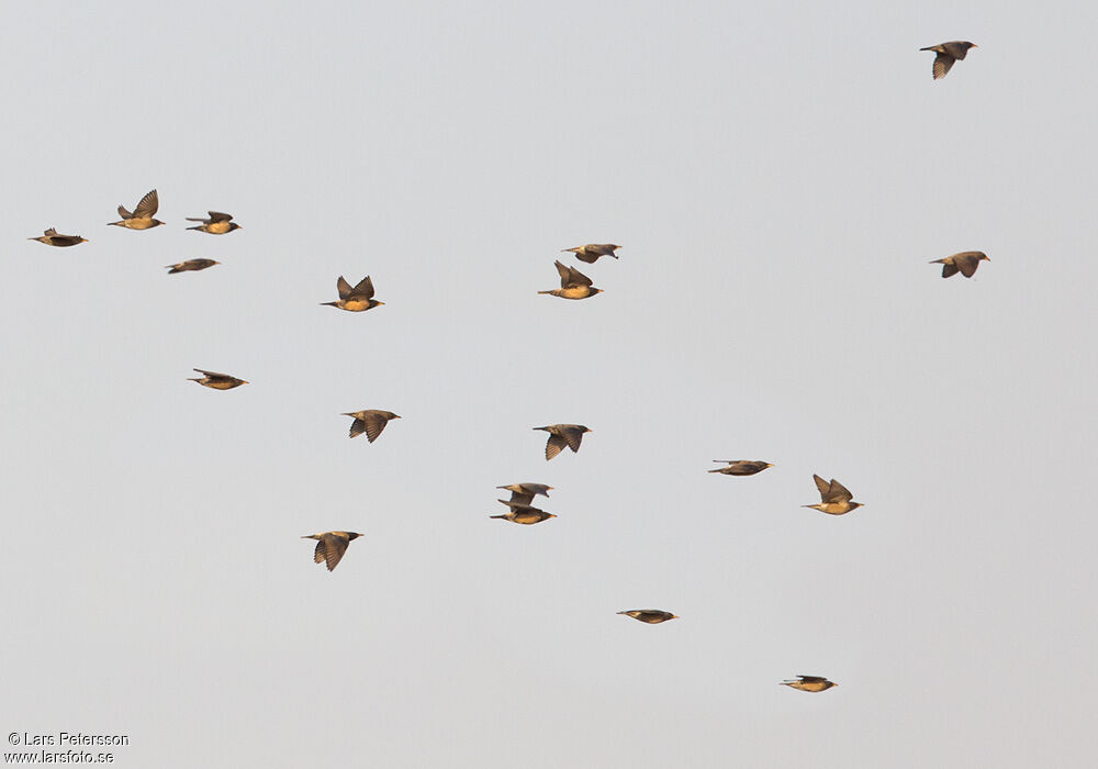 Rosy Starling