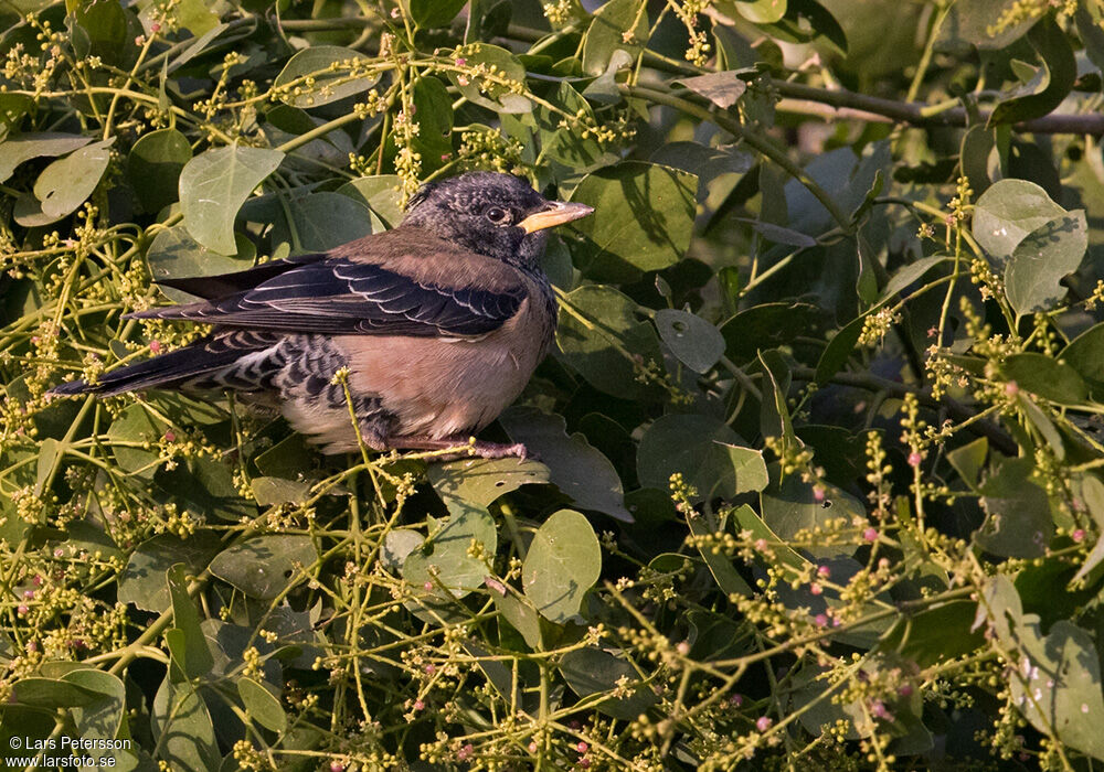 Rosy Starling