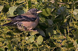 Rosy Starling