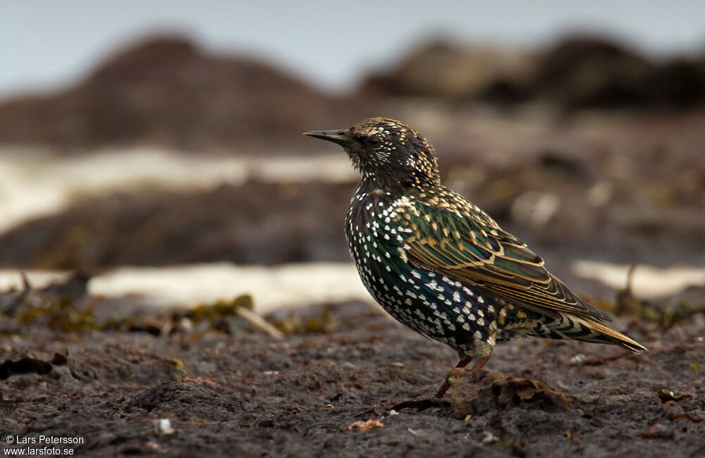 Common Starling